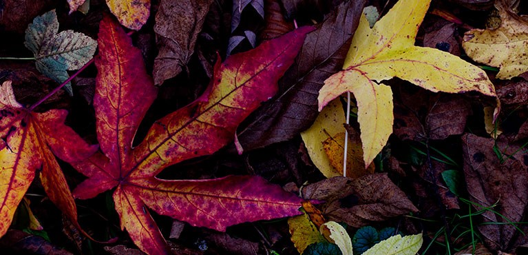 What to consider when taking macro photos