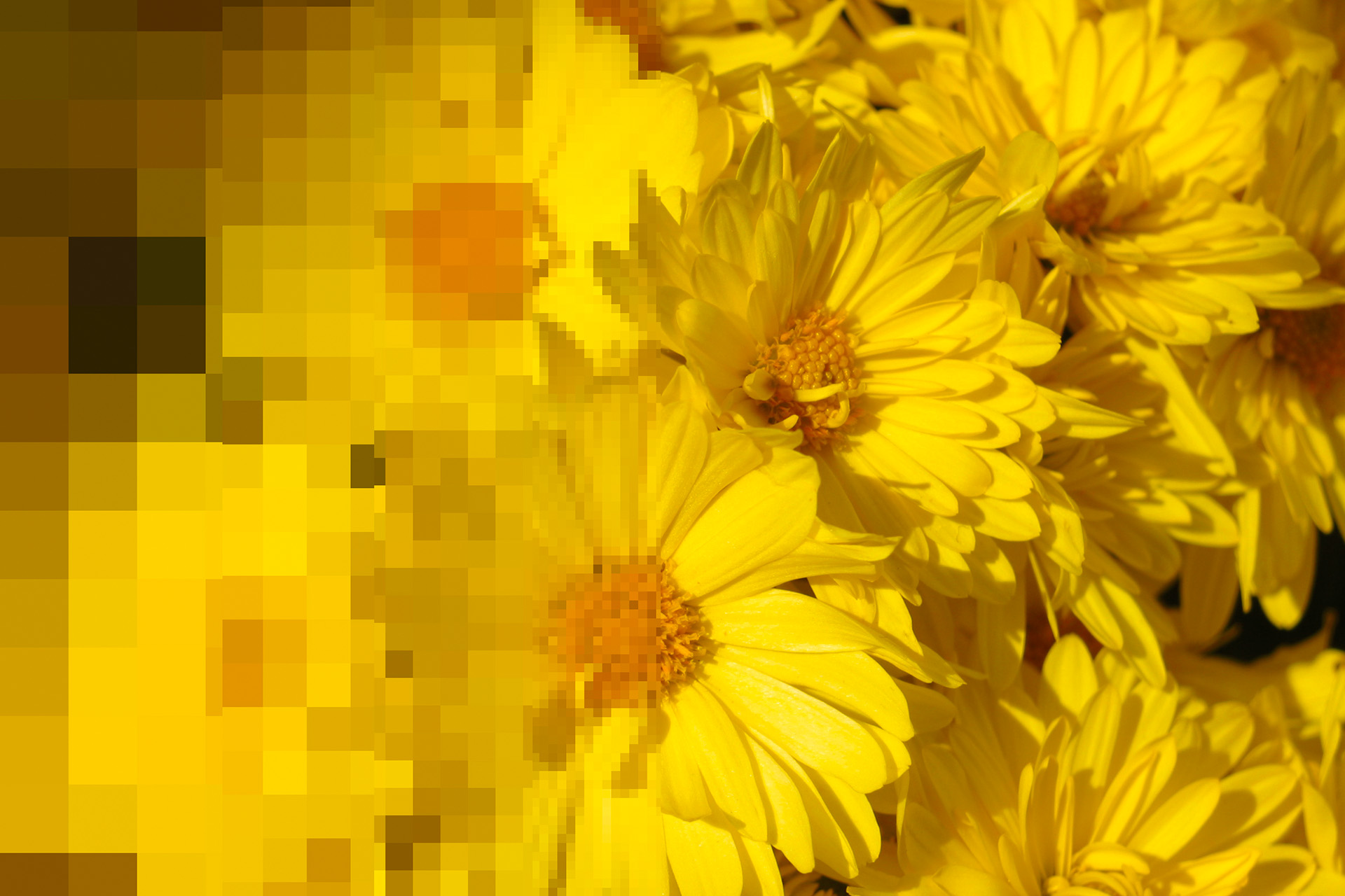 Yellow Flowers
